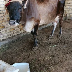 Sygyr