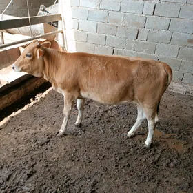 tuwe gole