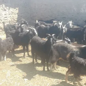 Geçi