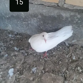 kepder