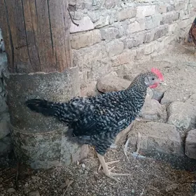 juyje 3.5ay