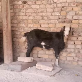 geci