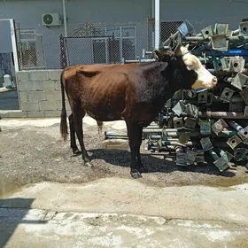öküz