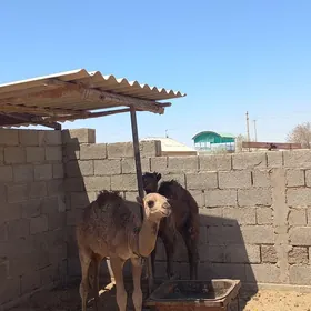 kosekli duye