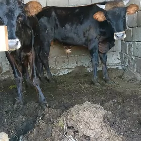 öküz  we tuwe