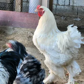 Brama