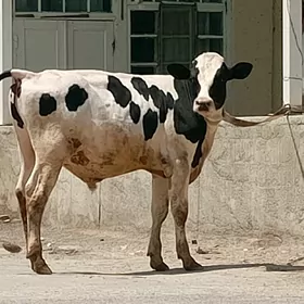 Öküz