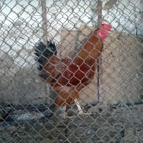 Balgar horaz