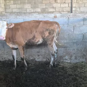oküz tuwe