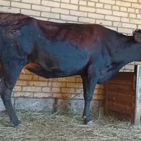 Burlat ýetik bogaz.