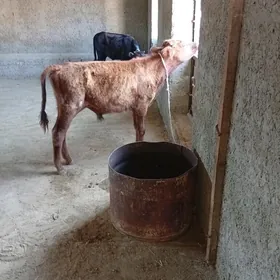 Öküzçe