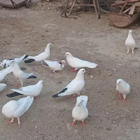 kepderi