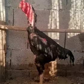Taşkent