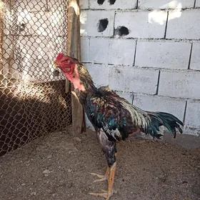 Taşkent