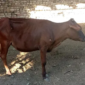 GULAJYN