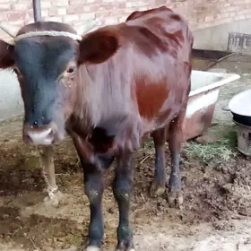Öküz