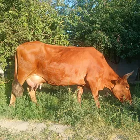 suytli tohum sygyr