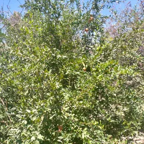 Turkmenabat satılık daça