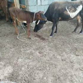 goleli sygyr