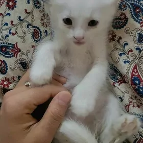 pisik кошка