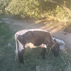 Ökuzce
