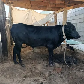 Göle