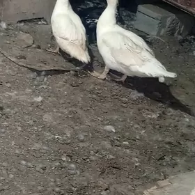 ordek indauwutga