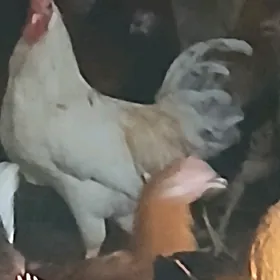horoz