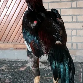 BABAÝ HORAZ