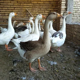 Гус