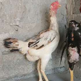 Taşken maki