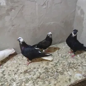 kepderi