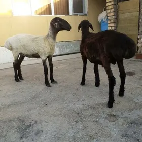 işek