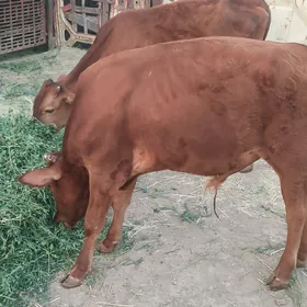 Göle