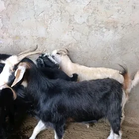 Geci