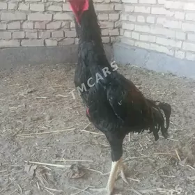 horoz