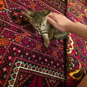 котёнок