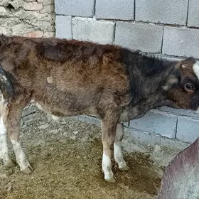 Öküzçe