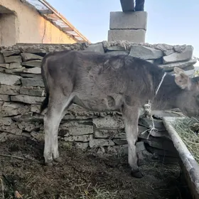 göle