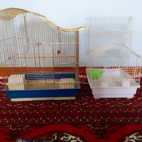 Guş ketek