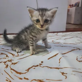 котёнок (девочка)