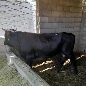 Öküzler
