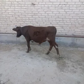 Bakaryaly mal.