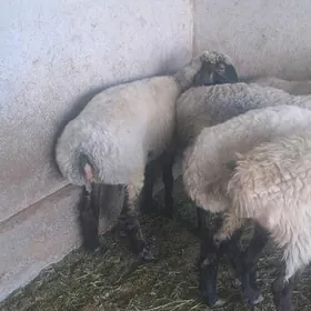 Satlyk işşek