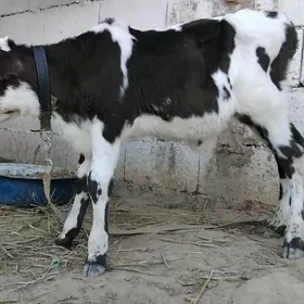 Gole okuz galyşteýin