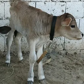 Gole okuz şiwet mal