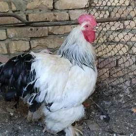 Brama horaz