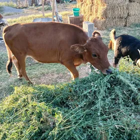 Göle