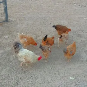 Tawuklar we horaz