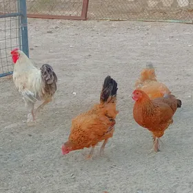 Tawuklar we Horoz
